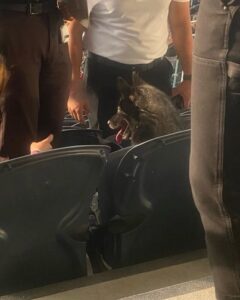 Dog breaks out of home and attends a Metallica Concert