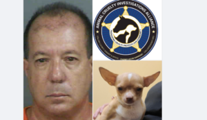 Fake veterinarian performed surgery on pregnant dog